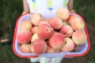 泡泡娱乐吃瓜,揭秘娱乐圈吃瓜背后的真相与笑料